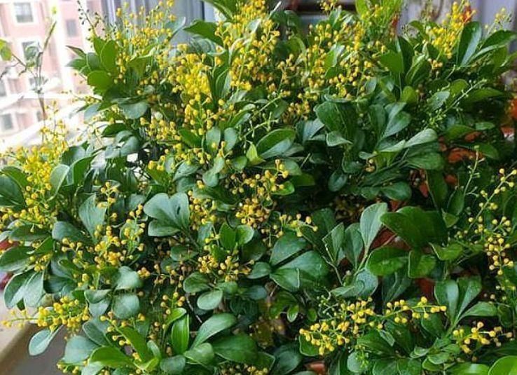 总爱给花浇水那就养这4种花,不怕浇,还越浇越旺