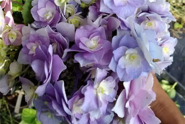 3款花又美又香,花朵超漂亮,一年开花多次,养护容易,值得拥有