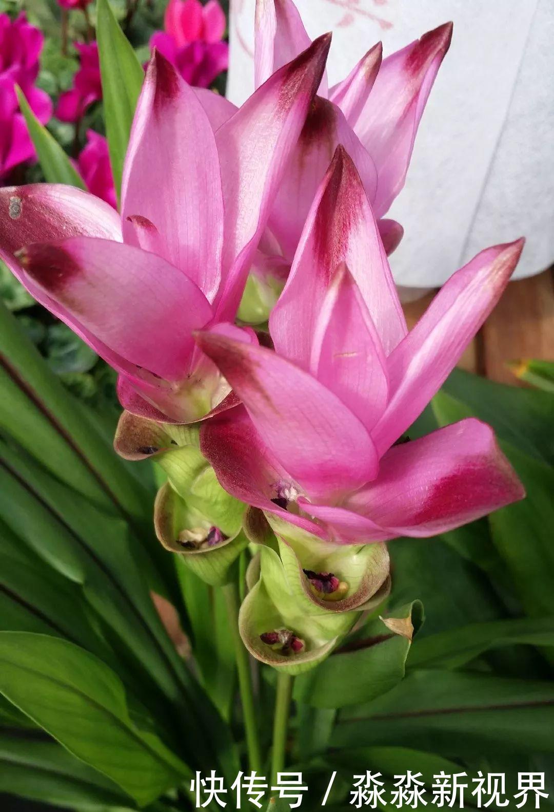 荷花|大爷养的“荷花”，窜的房顶高，垂下来变成花瀑布！