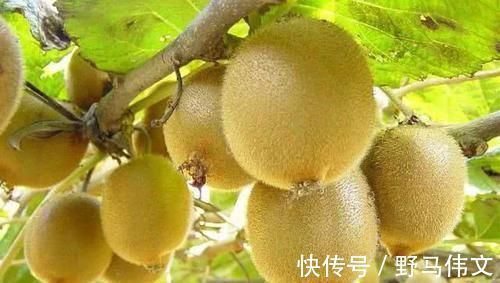 睡眠质量|晚上失眠睡不着觉？别急，坚持吃点“它”，轻松告别失眠困扰