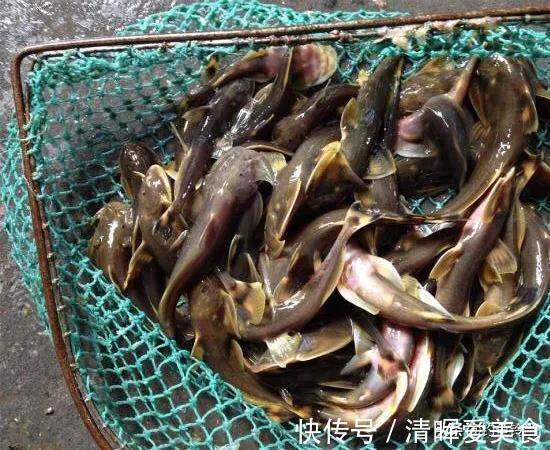 石爬子鱼,虽躲进湍流里生长,依然躲不过1000元一斤走上餐桌