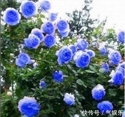 怪不得老公把发财树扔了,现阳台流行种此花卉,香飘满屋更迷人