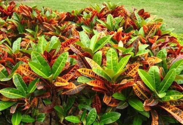 野外这几种花长得有趣,但不能往嘴里塞,它们有毒