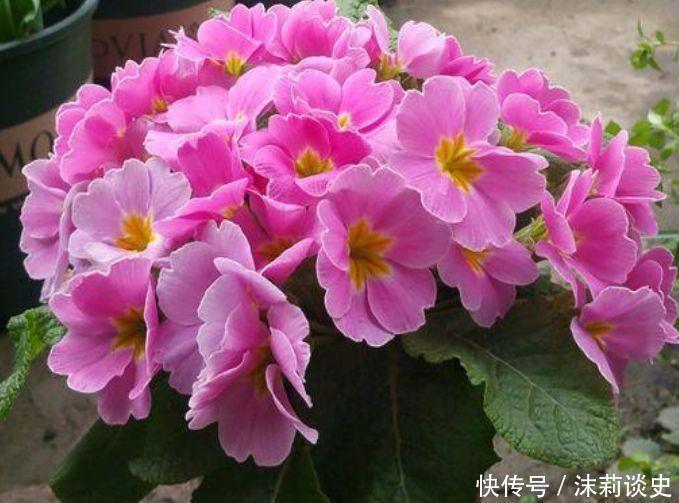 太美|4种花超讨人喜欢,全年开花,花多易爆盆,太美了