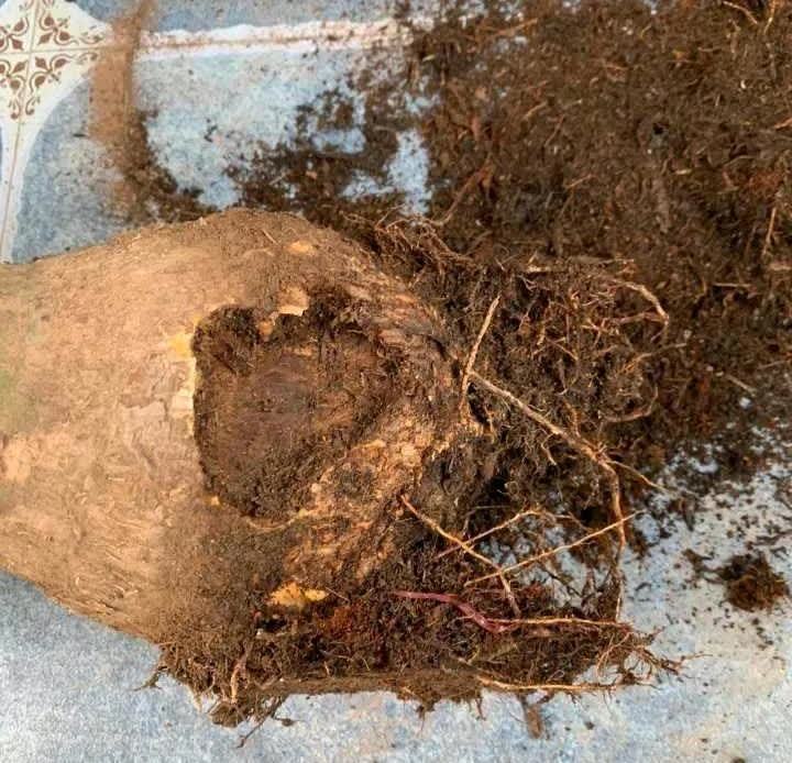 这5种花,开春翻盆很重要,一整年不烂根,绿叶多开花多