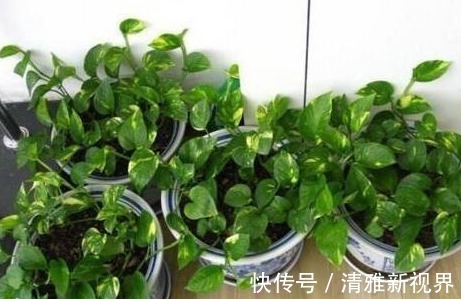 “病毒”很烦2种花,家里养一盆,全家人都身体好,养100盆都不多