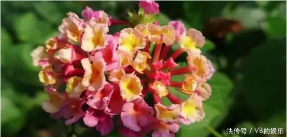 几种很耐寒的花,在冬天依旧开花美艳