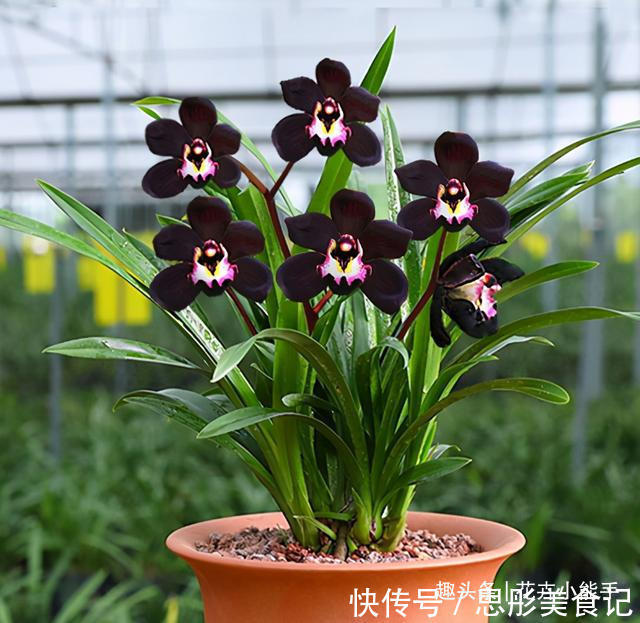 此兰,花色非常“神秘”,刷新了对兰花的认知,被誉为兰花界新宠
