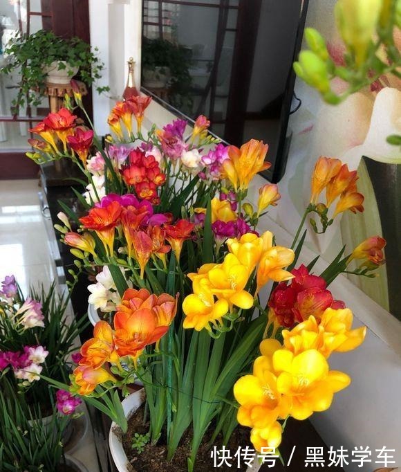 “天价”的兰花,比不上这种“土兰花”,香气飘十里,七仙女下凡!