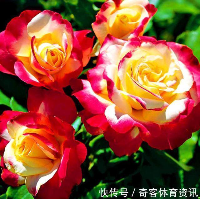 贵族|花朵超大的3种花,是月季中的贵族,花香浓郁,养出高级感!