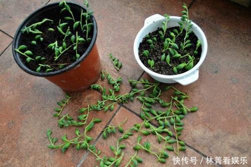 多肉|多肉到底多好扦插掉下来的叶片埋土里,自己又长一盆