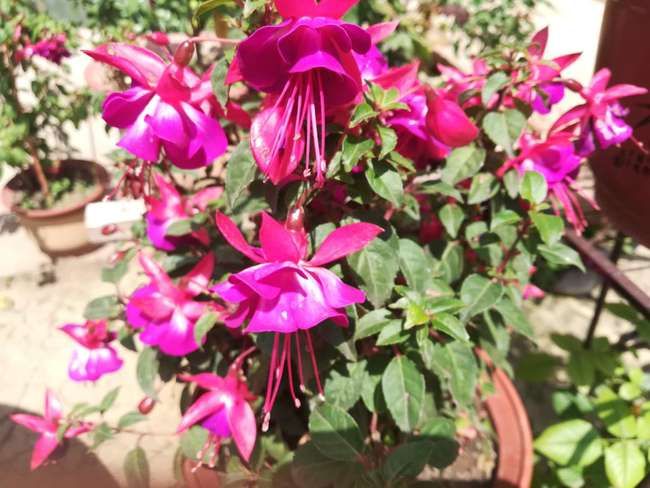 种植植物除“病虫害”之外,注重以下5种因素,避免出现长势不良