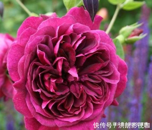 豆瓣兰|喜欢玫瑰,不如养盆“高档玫瑰”曼斯特德伍德,花色深红,好养活