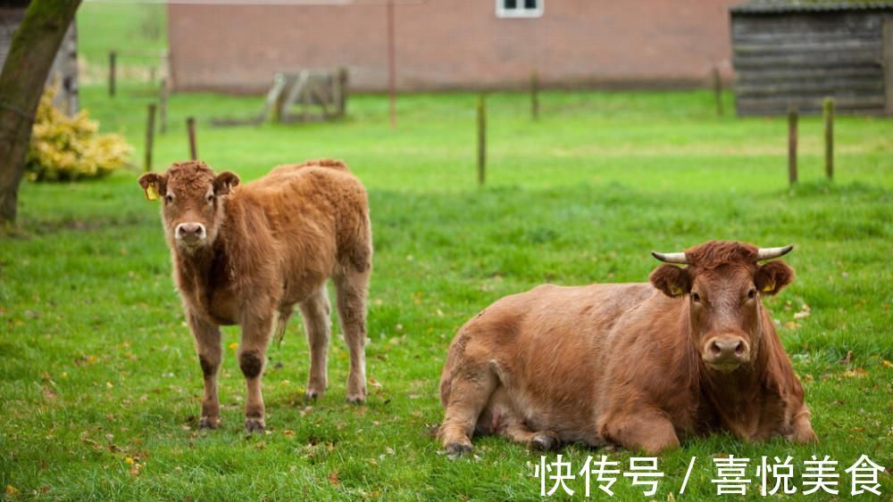 绿大娘|农村俗语“公牛不上床,快找绿大娘”什么意思?为何还有人相信?