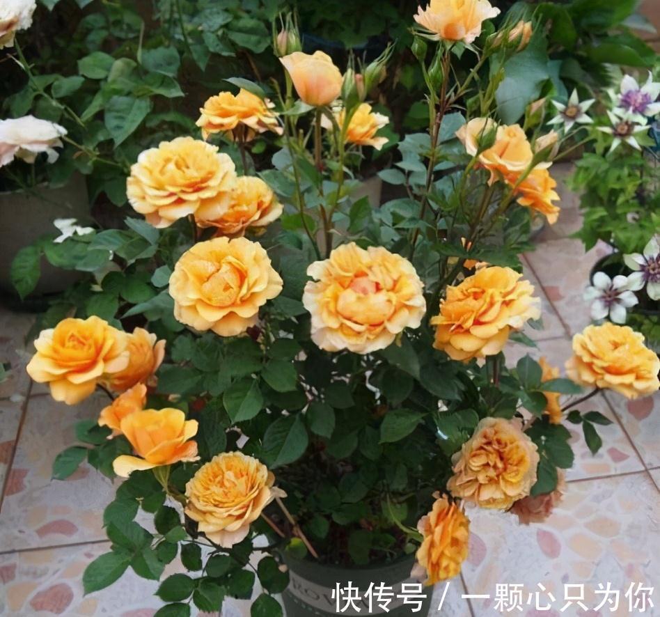 三角梅|养花嫌花期短,花量少,这三种开花机器种在家中,四季有花赏