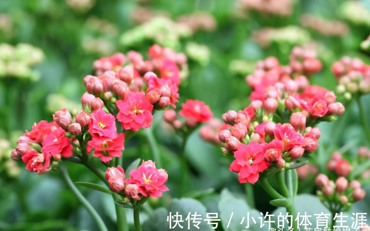 长寿花的花期到了,做好这6个方面,花苞密密麻麻,花朵开满了盆