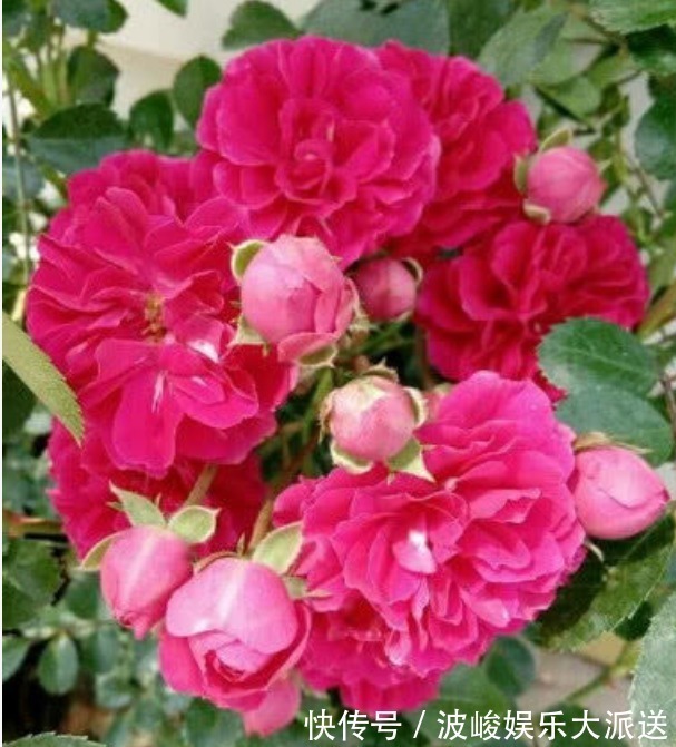 比“香水”还好闻的“5种花”，家里养1盆，满屋子清香四溢！