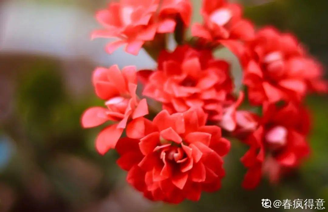 再穷也要养长寿花,寓意好、开花美,养人又养家!