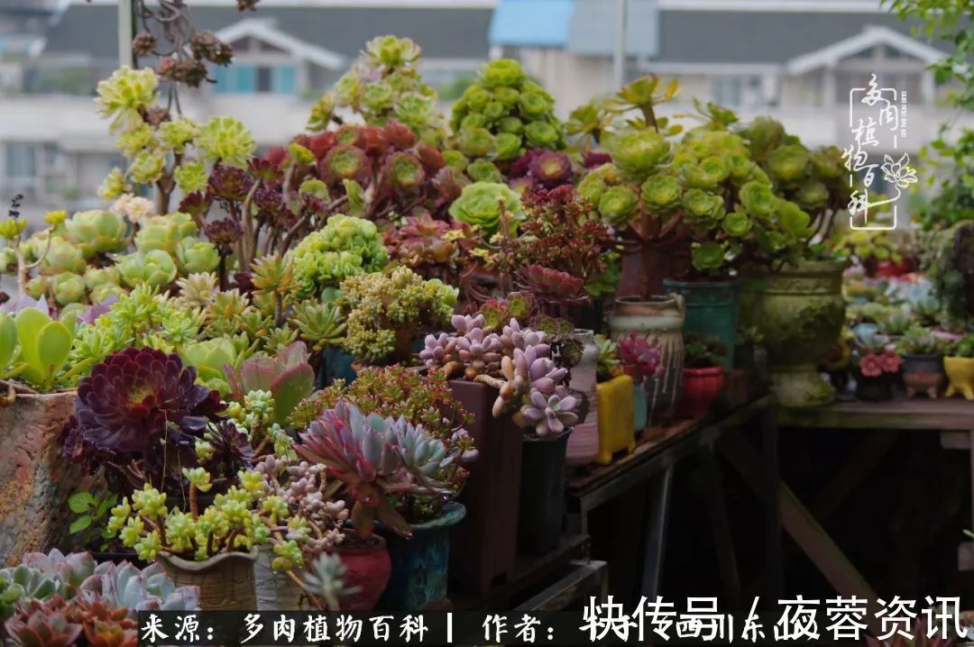 夏天|夏天日晒雨淋，秋老虎来势汹汹，你的多肉准备好逆袭了吗