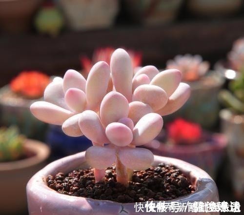 观音莲|养多肉,就养这“6盆”,越长越肥,颜色越来越好看,太美了!