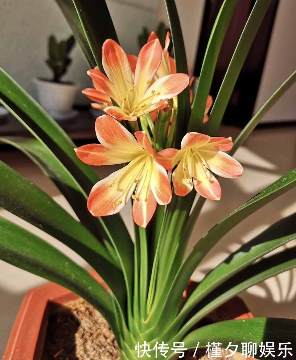 烂根|秋天养花，切忌“乱施肥”，4个“错误”要避免，要不谁也养不活