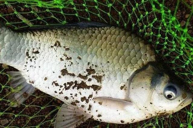 这种鲫鱼长相独特，不喜欢草边跟岸边，你钓到过这种鲫鱼吗