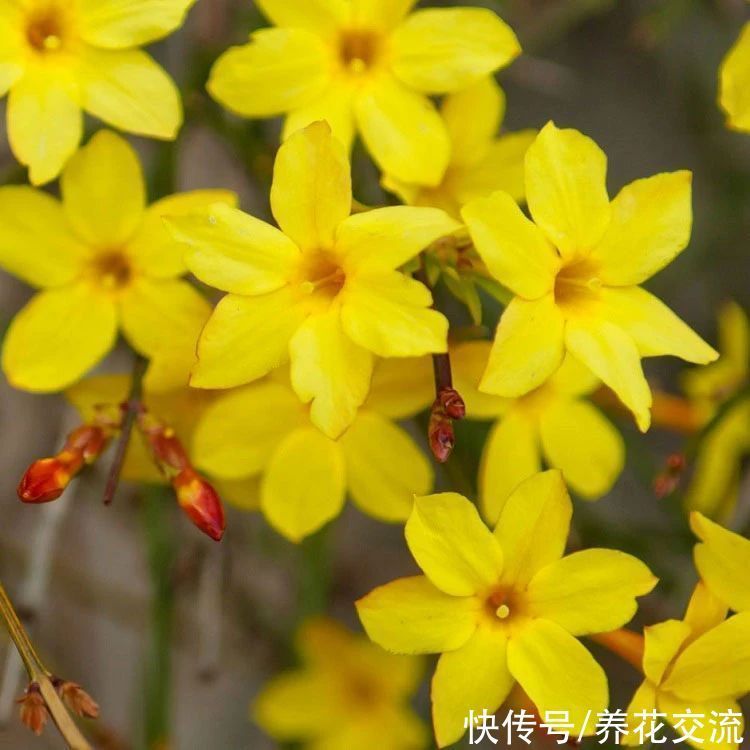 寒冷的冬春时节灿烂开花的8种观赏花卉,可露养在户外,打理简单