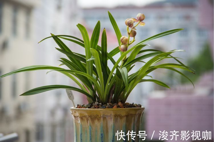 公主|喜欢玫瑰,不如养盆“玫瑰精品”假日公主,金碧辉煌,寓意美好