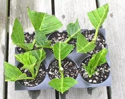  养花爱好者看过来这15种花现在“扦插”，生根快，一个周就长芽