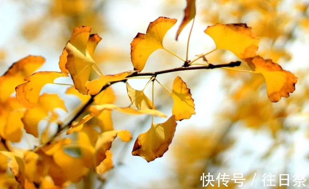 春水煎茶@12个“惊艳千年”的浪漫诗句,值得一生一世收藏