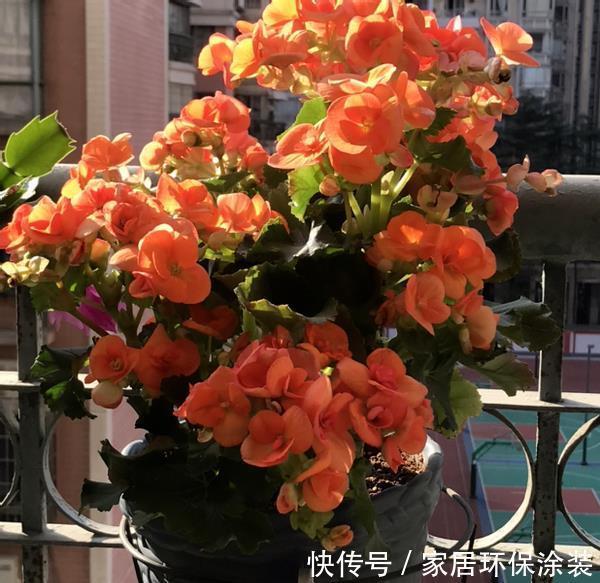 适合新人居家盆栽的花草植物，这几款上榜啦！