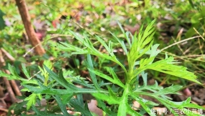 乡下一种植物，药用价值极高，是一种珍贵药材，遇见请珍惜