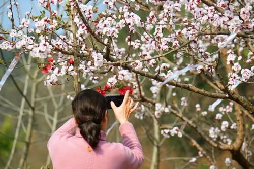 金堂：花开正艳