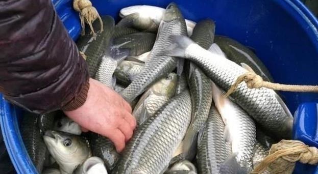 买鱼时，遇到这3种鱼扭头就走，重金属含量高，没营养还浪费钱！