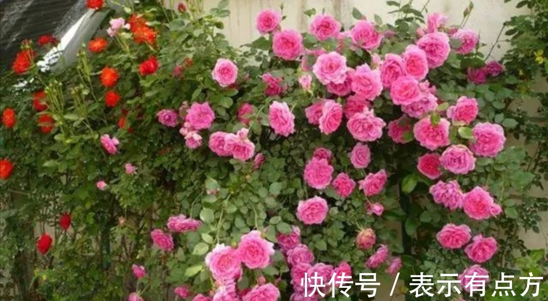 院子|院子里养上4种藤本花卉,花期开成花海,犹如美丽画卷