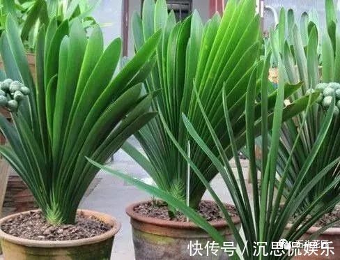 花卉盆栽“喝点酒”，不黄叶、不烂根，越长越旺，叶子绿、开花多