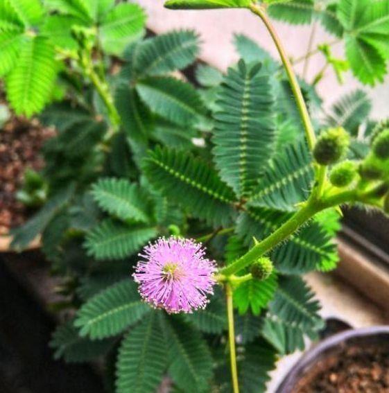 4种富贵花,对待新手很友好,开花漂亮,好打理,花开不断