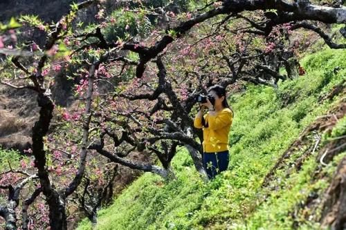 【醉美吕田】黄花风铃璀璨开满山！鹰嘴桃花粉嫩涨满屏！油菜花灿烂铺满地！