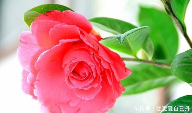 茶花掉花苞的原因,藏在一句“顺口溜”里,古人的经验,值得借鉴!