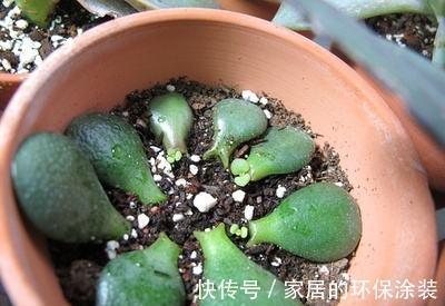 盆栽玉树要如何修剪,剪得一片叶子不留还能活吗