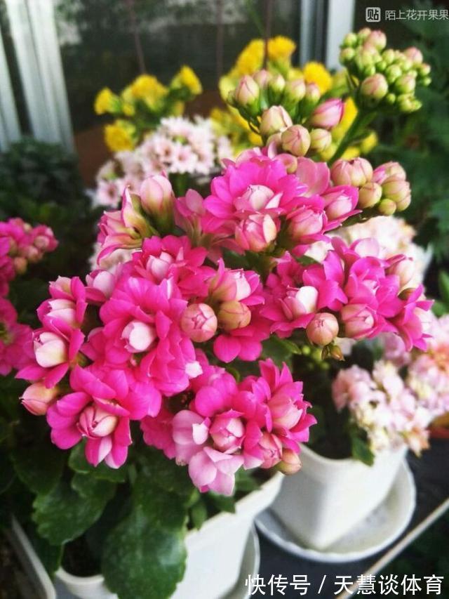 天气冷,六种花要“干养”,少水多晒才健壮,养成老桩更旺家
