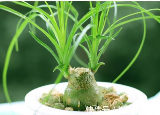 如果连这几种花卉都养不活，那么我劝你，不要再养别的花了！