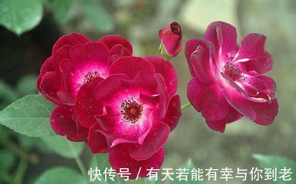 喜欢养花不妨养盆“葡萄冰山”，株型饱满，花大色艳，适合盆栽养