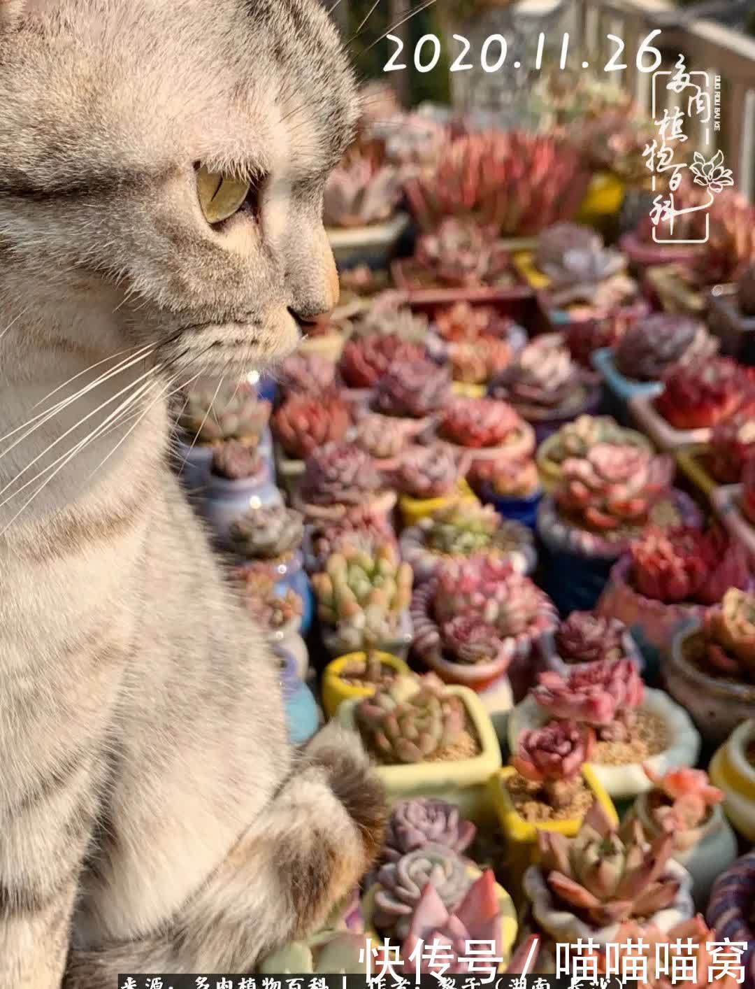 最温暖不过人间烟火,来自逆挂区的多肉!