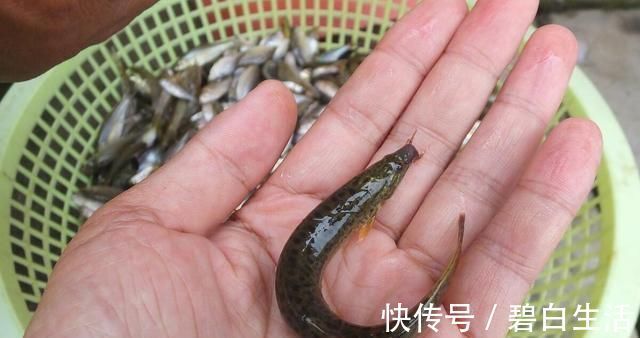 钓鱼|钓12斤鲈鱼被查,长江一杆一线垂钓,为何成了非法偷钓?