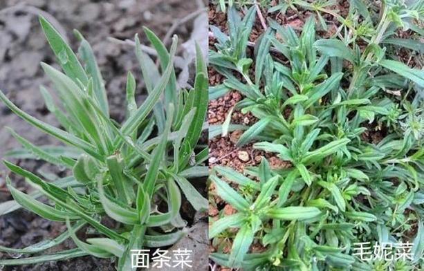 养生|养生四种“双胞胎”菜傻傻分不清,营养价值极高!现在知道还不晚