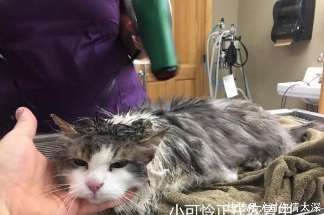 美国体温计多少度正常