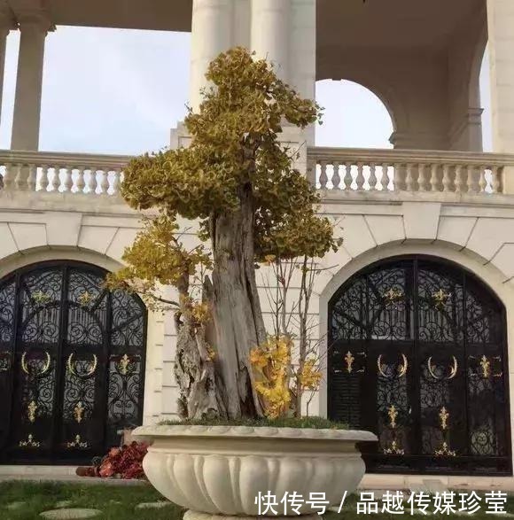 这3种盆景可以养成传家宝,再穷也要养,越老越值钱!