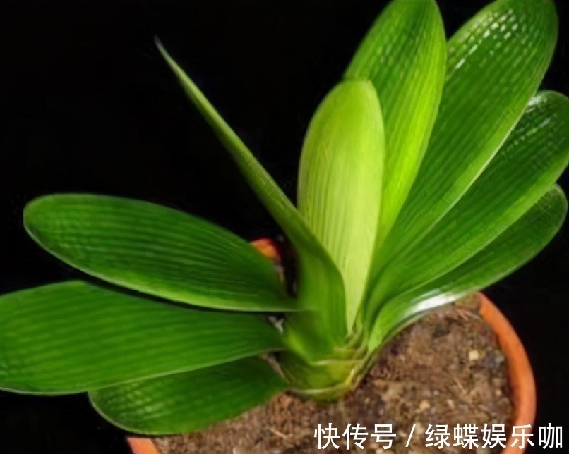 发黄|养君子兰的“小诀窍”,通过观察叶子,就能找出它的病因
