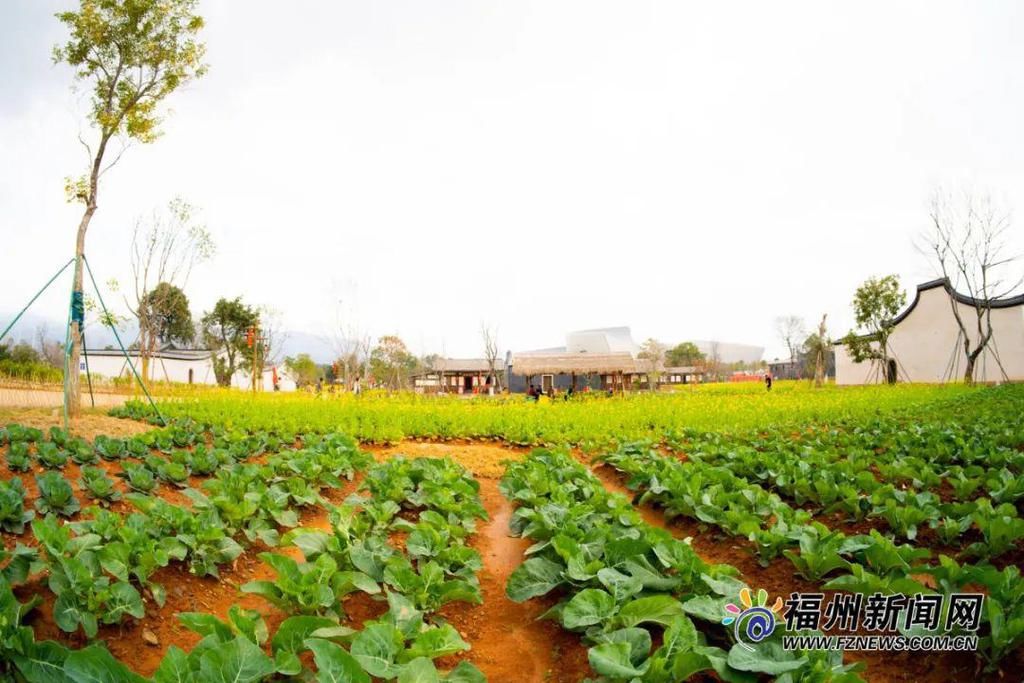 老年|假期余额不足，快去赏花！（附攻略）